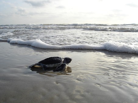 baby green sea turtle on shore