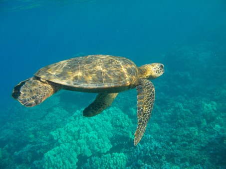 green sea turtle diving