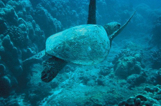 green sea turtle swimming under water