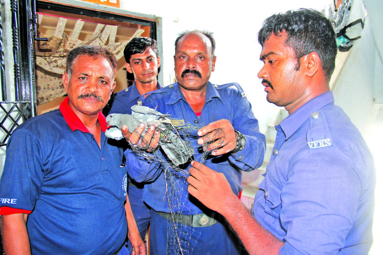 ફાયરબ્રિગેડએ ભારે જહેમત બાદ કબુતરને રેસક્યું કરી બચાવ્યુ