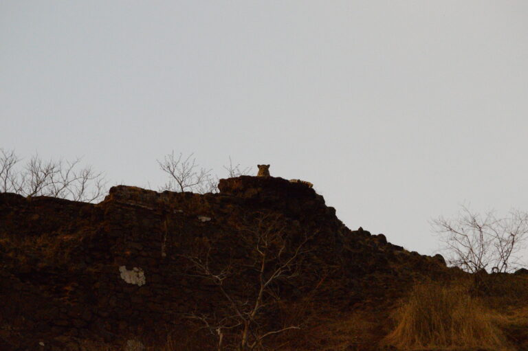 સાસન ગીર માં GPS સિસ્ટમ શરૂ કરાઈ સિંહો ના બચાવ માં થશે સરળતા