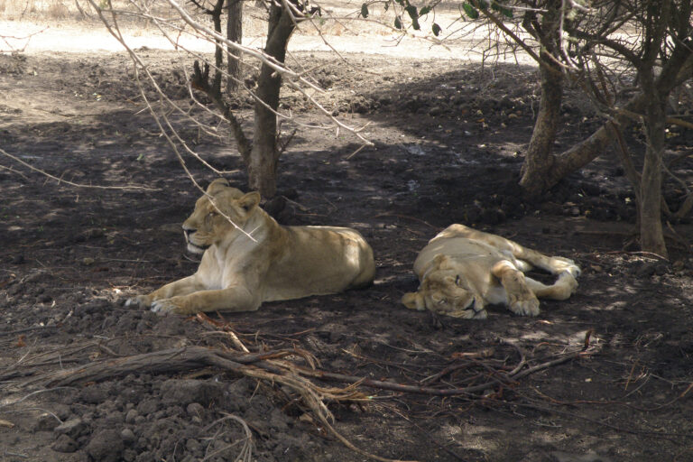 સિંહને શીખવવામાં આવી રહ્યા આવી રહ્યા છે માતૃત્વના પાઠ