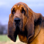 bloodhound