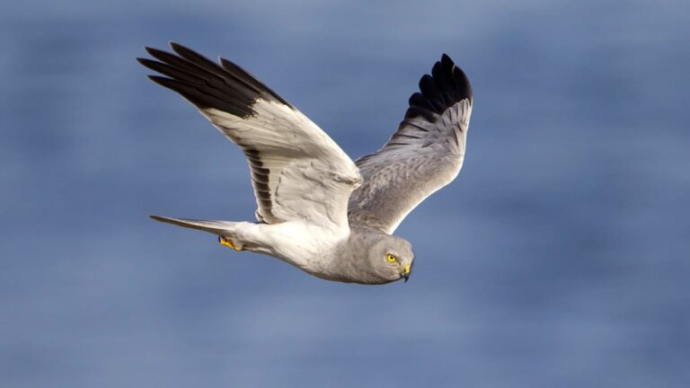 હેન હેરિઅર પક્ષીની મશહુર પ્રજાતિ લુપ્ત થવાના આરે