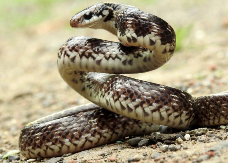 ઝઘડિયામાં દુર્લભ પ્રજાતિનો સાપ મળી આવ્યો