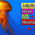 jellyish