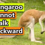 kangaroo