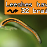 leeches