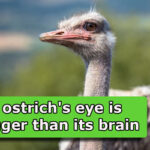 ostrich