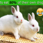 rabbits
