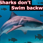 shark