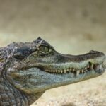 crocodile-2