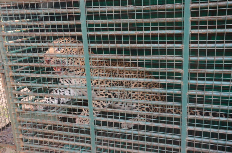 ખુંખાર દીપડો પાંજરામાં પુરાયો