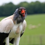 king-vulture-1591514_960_720