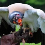 king-vulture-1682982_960_720