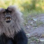 lion-tailed-macaque-1180329_960_720