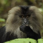 lion-tailed-macaque-2141181_960_720