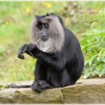lion-tailed-macaque-216227_960_720