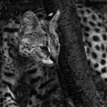 nature-3146443_960_720
