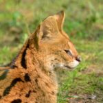 serval-330059_960_720