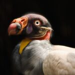 vulture-2793123_960_720
