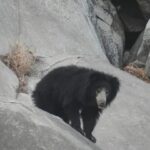 13.Ratanmahal sloth Bear Sanctuary