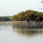 5.Khijadiya Bird Sanctuary
