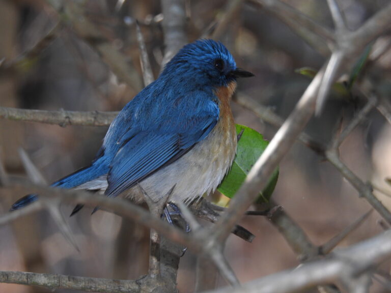 જાંબુઘોડા વન્યજીવ અભયારણ્યમાં 180થી વધારે જાતિ અને પ્રજાતિઓનું નિવાસસ્થાન