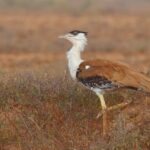 10. kutch Great Indian Bustard Sanctuary