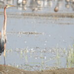15. Porbandar Bird Sanctuary