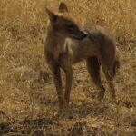 17. Rampura Wildlife Sanctuary