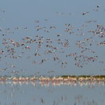 18. Thol Lake Bird Sanctuary