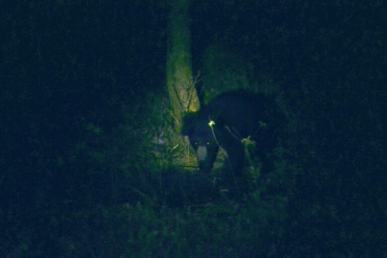 જેસોર દાંતવિના ના રીંછ અભયારણ્ય