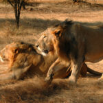 3.Gir National park