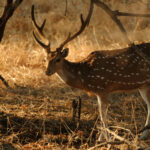 Wildlife Sanctuary