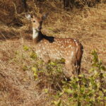 9.Pania Wildlife Sanctuary