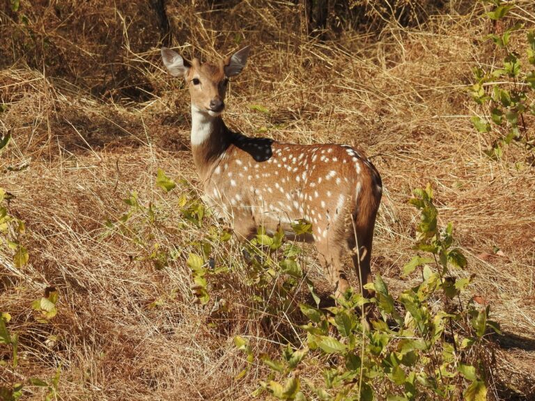 Understanding The Background Of Shoolpaneshwar Wild Life Sanctuary