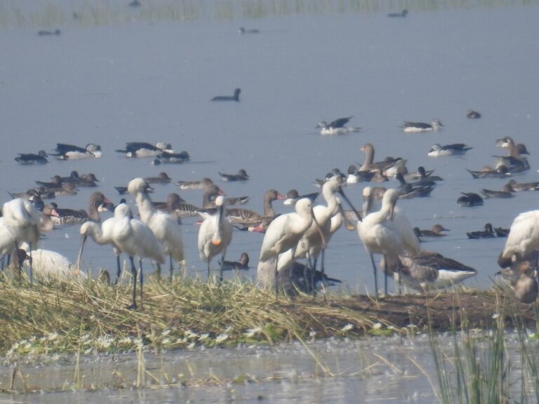 પોરબંદર આવતા વિદેશી પક્ષીઓ શા માટે પડે છે બીમાર, જાણો કારણ