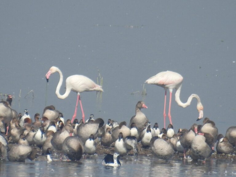 થોળ અને નળ સરોવર પક્ષી અભ્યારણ્યમાં બે દિવસ માટે પ્રવેશ બંધી