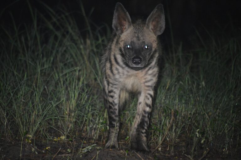 પટ્ટાવાળું ઝરખ ( Striped Hyena )