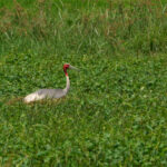 DSC_6167_ 8X12