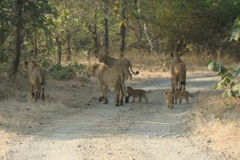 સાસણ ગીર: સૌથી મોટા એશિયાટીક સિંહોનાં ટોળાને સાસણ તરફ લઈ જવાની કવાયત શરૂ
