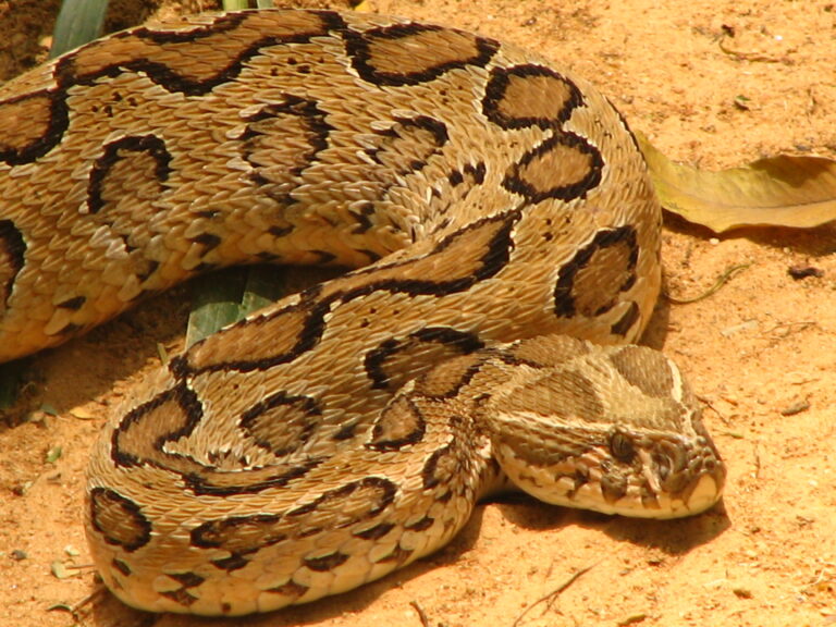 સૌથી ઝેરી સાપ બદલી રહ્યો છે પોતાનો રંગ, જાણો કેમ ?