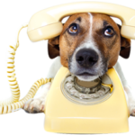 bannerdog_contactus_0