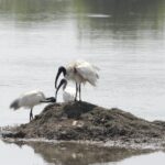 black headed ibis – Copy