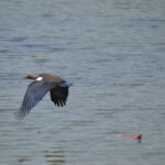 black ibis (2) – Copy