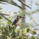 common king fisher