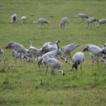 cranes-4538947_960_720
