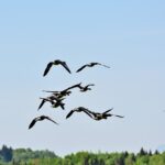 goose-3362498_960_720
