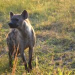 hyena1